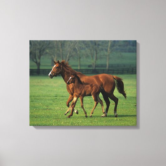 Thoroughbred Mare & Foal 3 Canvas Afdruk (Voorkant)