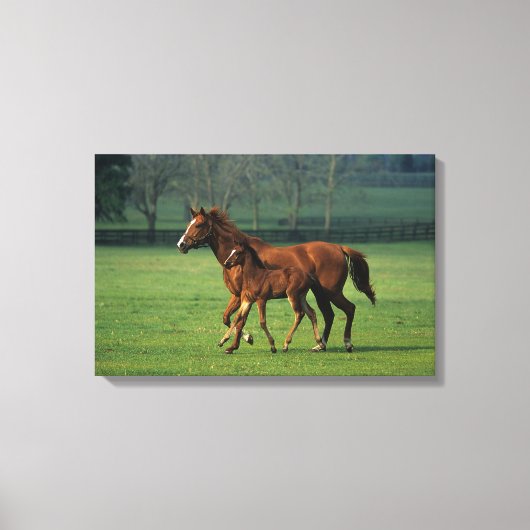 Thoroughbred Mare & Foal 3 Canvas Afdruk (Voorkant)