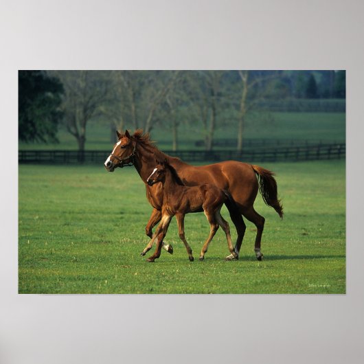Thoroughbred Mare & Foal 3 Poster (Voorkant)