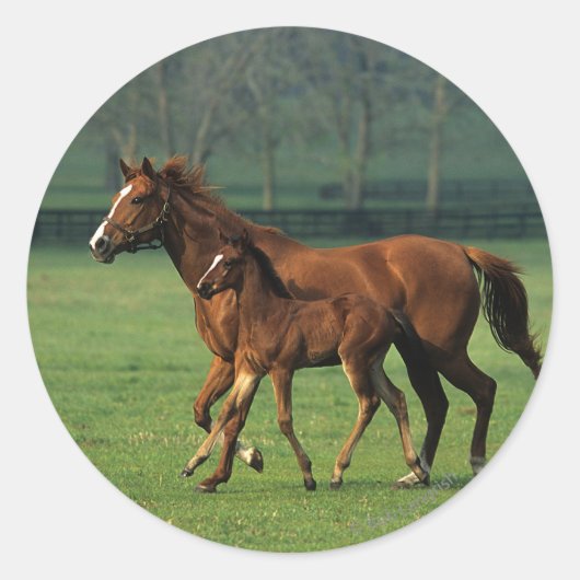 Thoroughbred Mare & Foal 3 Ronde Sticker (Voorkant)