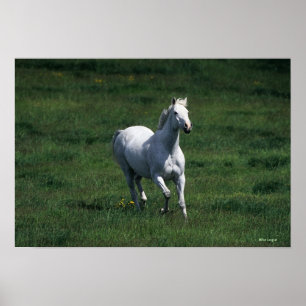 Thoroughbred Mare Poster