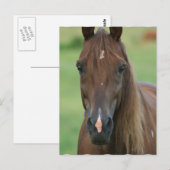 Thoroughbred Race Horse Briefkaart (Voorkant / Achterkant)