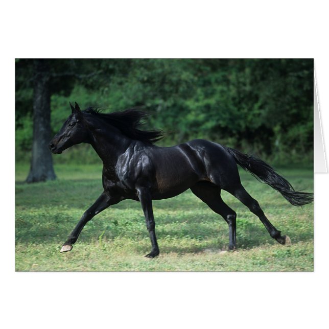 Thoroughbred Running (Devant horizontal)