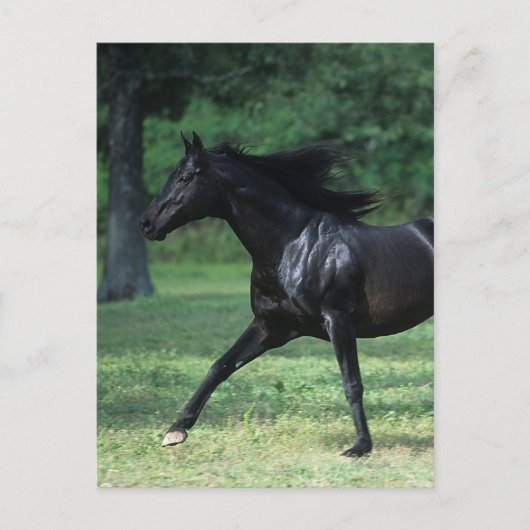 Thoroughbred Running Briefkaart (Voorkant)