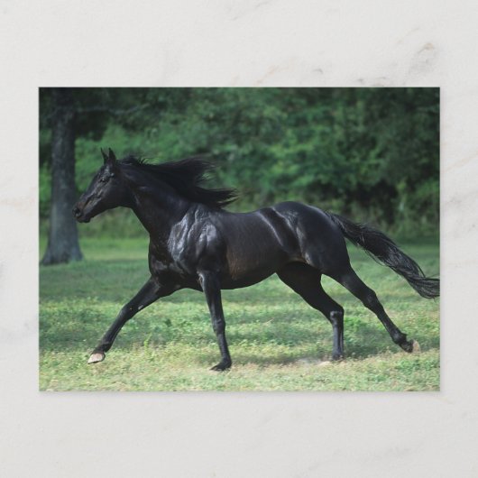 Thoroughbred Running Briefkaart (Voorkant)