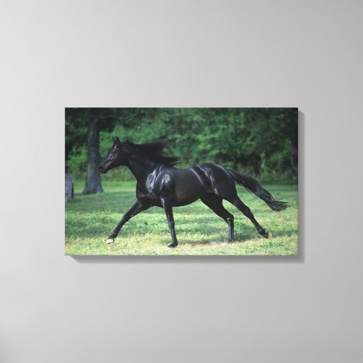 Thoroughbred Running Canvas Afdruk (Voorkant)