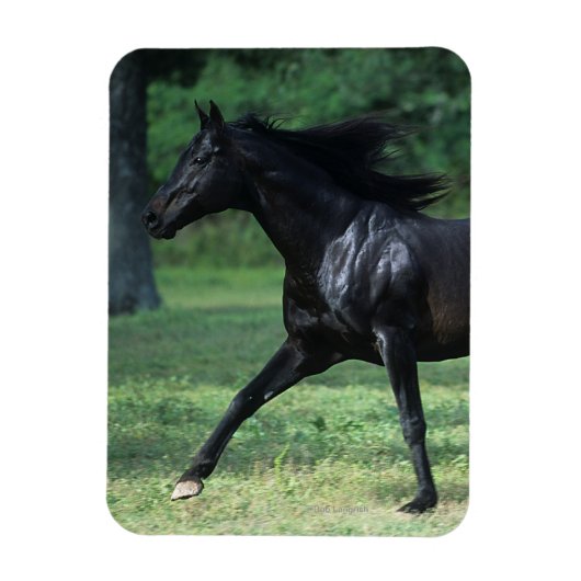 Thoroughbred Running Magneet (Verticaal)