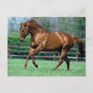 Thoroughbred Stallion, Ierland Briefkaart