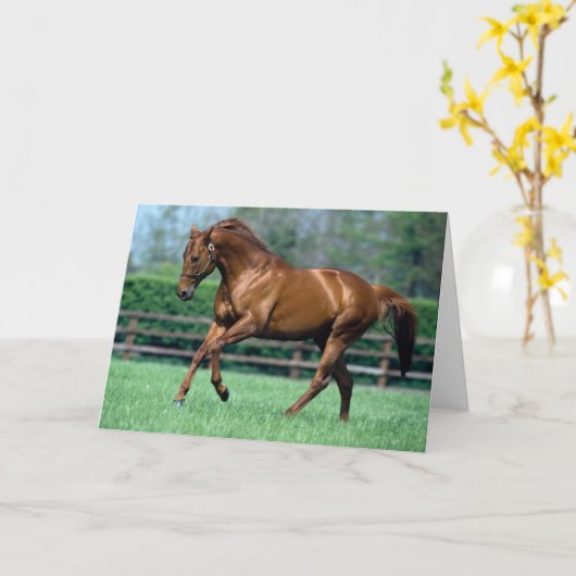 Thoroughbred Stallion, Ierland Kaart (Gele Bloem)