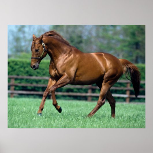 Thoroughbred Stallion, Ierland Poster (Voorkant)