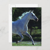Thoroughbred Stallion Running Briefkaart (Voorkant / Achterkant)