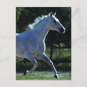 Thoroughbred Stallion Running Briefkaart