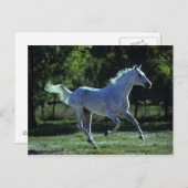 Thoroughbred Stallion Running Briefkaart (Voorkant / Achterkant)
