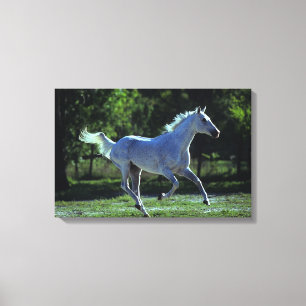 Thoroughbred Stallion Running Canvas Afdruk