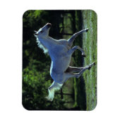 Thoroughbred Stallion Running Magneet (Verticaal)