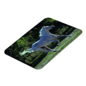 Thoroughbred Stallion Running Magneet (Linkerzijde)
