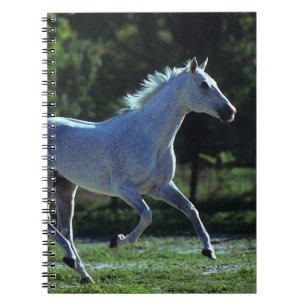 Thoroughbred Stallion Running Notitieboek