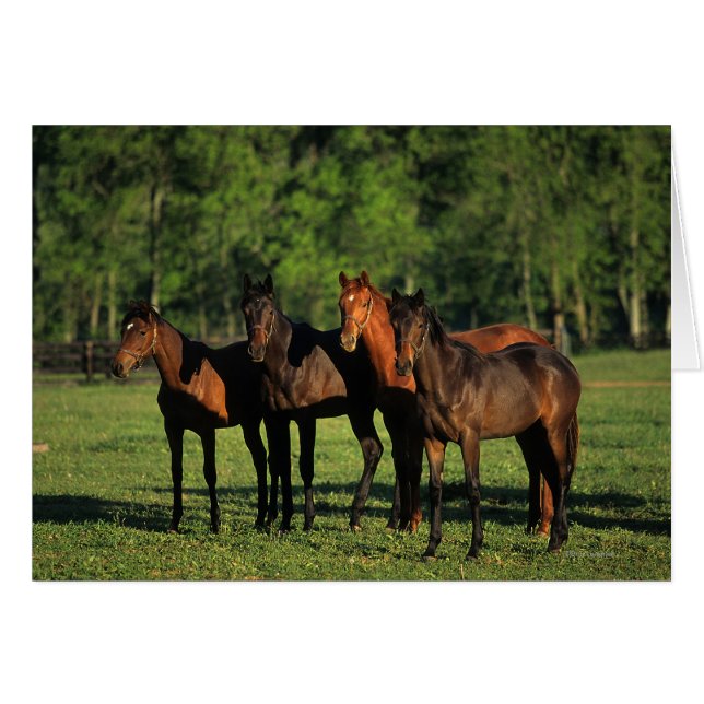 Thoroughbred Yearlings (Voorkant Horizontaal)