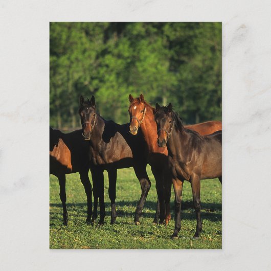 Thoroughbred Yearlings Briefkaart (Voorkant)