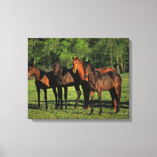 Thoroughbred Yearlings Canvas Afdruk (Voorkant)