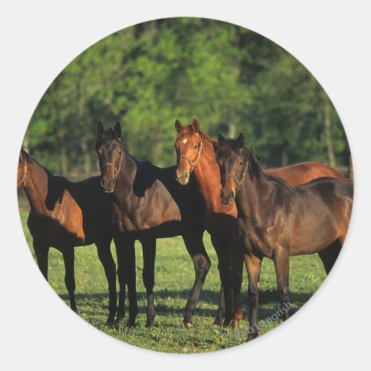 Thoroughbred Yearlings Ronde Sticker (Voorkant)