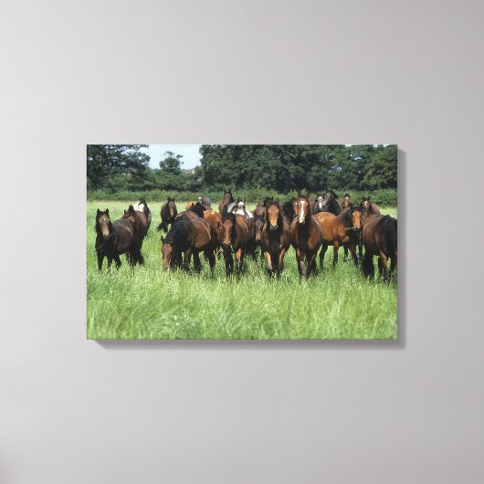 Thoroughbred Youngsters Canvas Afdruk (Voorkant)