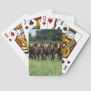 Thoroughbred Youngsters Pokerkaarten