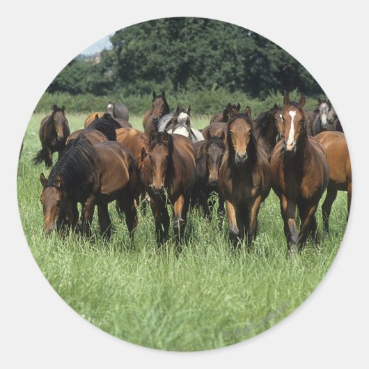 Thoroughbred Youngsters Ronde Sticker (Voorkant)