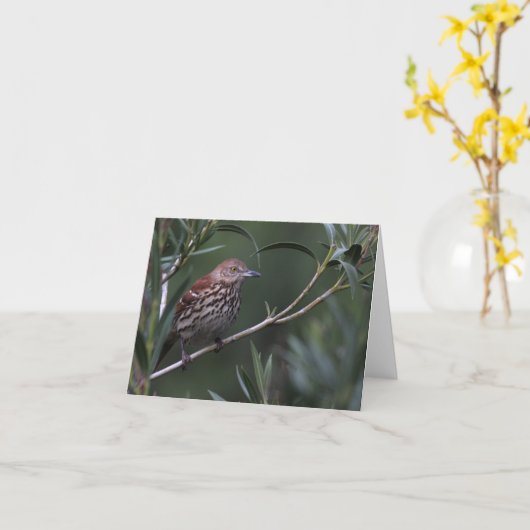 Thrasher Brown - Joe Sweeney - carte (Fleur jaune)