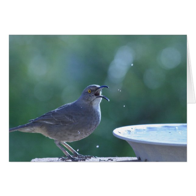 Thrasher Splasher Card (Voorkant Horizontaal)