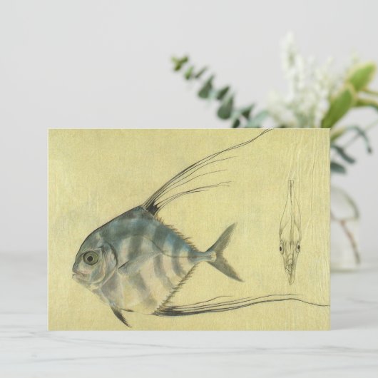  Threadfin Trevally, Afrikaanse Pompano vis (Staand voorkant)