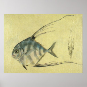  Threadfin Trevally, Afrikaanse Pompano vis Poster