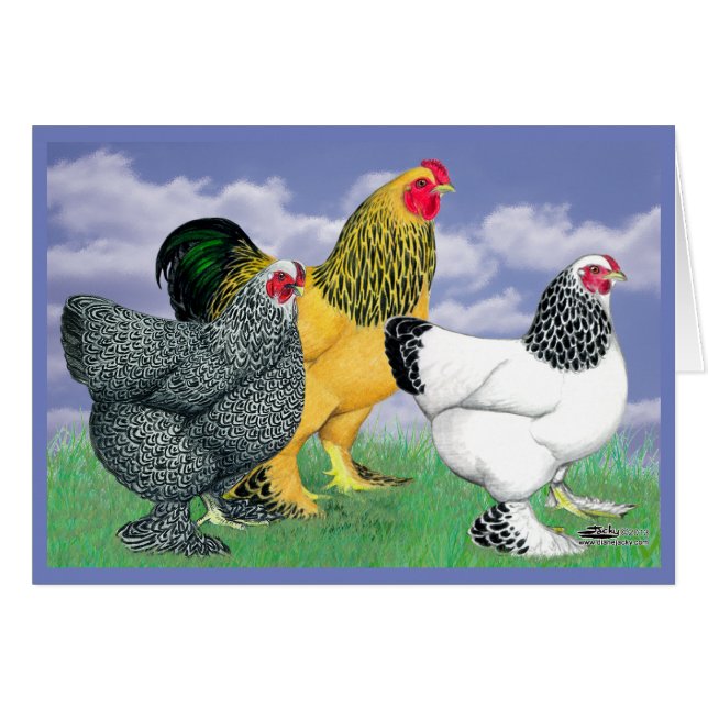 Three Brahmas (Devant Horizontal)