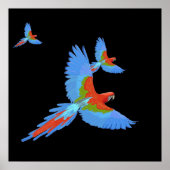 Three Flying Macaws Hand Drawn Poster (Devant)