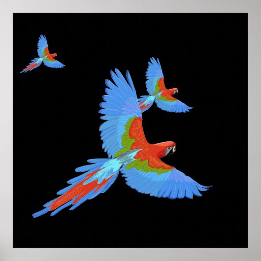 Three Flying Macaws Hand Drawn Poster (Devant)