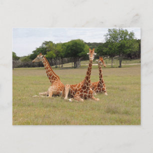 Three Giraffe at Fossil Rim Briefkaart