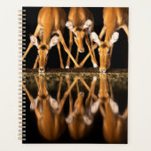 Three Impala Drink Together at Night (Devant)