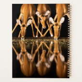 Three Impala Drink Together at Night (Dos)