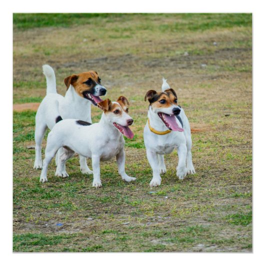 Three Jack Russell Terriers Playing Perfect Poster (Voorkant)