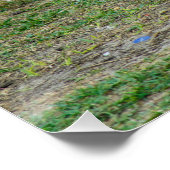 Three Jack Russell Terriers Playing Perfect Poster (Hoek)