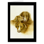 Three Nova Scotia Duck Tolle Retrievers card (Devant)