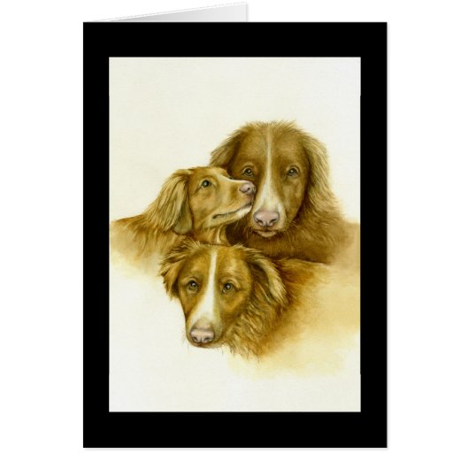 Three Nova Scotia Duck Tolle Retrievers card (Devant)