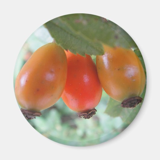 Three orange rosehips magneet (Voorkant)