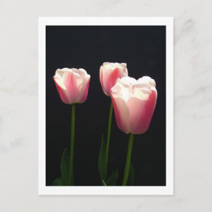 Three pink tulip flowers. Christmas, folidays. Feestdagenkaart