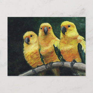 "Three Sun Conures" Bird Art Briefkaart