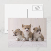 Three Welsh Corgi Briefkaart (Voorkant / Achterkant)