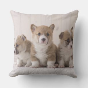 Three Welsh Corgi Kussen