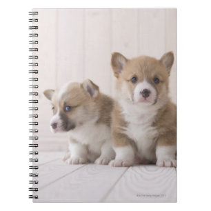 Three Welsh Corgi Notitieboek