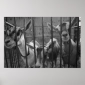 ThreeAmigos Poster (Voorkant)