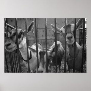 ThreeAmigos Poster